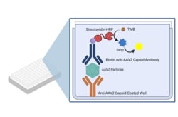 Genscript Corporation AAV2 Titer Capsid ELISA Kit, Quantity: Each of 1
