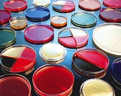 Cole-Parmer Prepared agar plate, PDA (potato dextrose agar), 10/pk, Quantity: