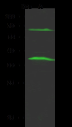 Sino Biological FCRL2 / FcRH2 Antibody, Rabbit PAb, Antigen Affinity Purified