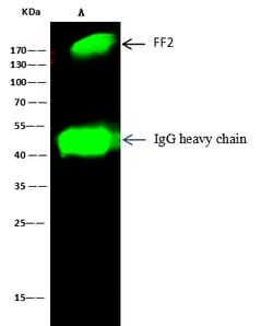 Sino Biological Anti-Fibronectin Antibody, Rabbit Polyclonal, Quantity: