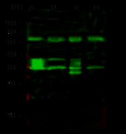 Sino Biological Fgf8 Antibody, Rabbit PAb, Antigen Affinity Purified 100uL,
