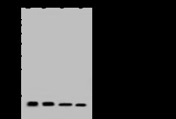 Sino Biological FKBP12 Antibody, Rabbit PAb, Antigen Affinity Purified