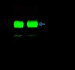 Sino Biological Anti-FLT3 Antibody, Rabbit Polyclonal, Quantity: Each of