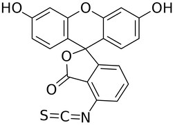 Electron Microscopy Sciences Fluorescein Isothiocyanate, Isomer I 0.5 GR,