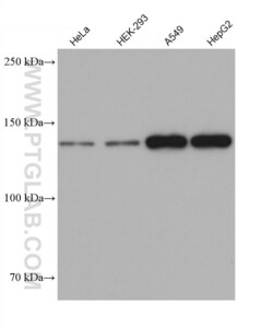 FMNL2 Mouse, anti-Human, Clone: 3E8C12, Proteintech
