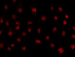 Sino Biological Anti-FRA1/Fosl1 Antibody, Rabbit Polyclonal, Quantity: