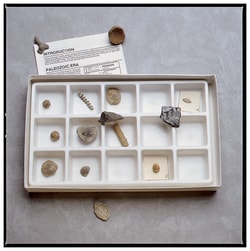 Life in the Paleozoic Era Fossil Collection