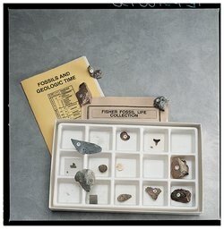 Fossil Life Series
