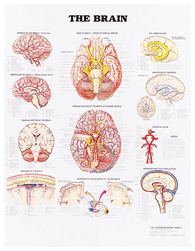 Anatomical Chart Series - Organs and Structures:Education Supplies