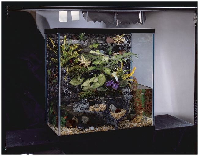 river fish tank