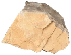 American Educational Products Individual Rock Specimen: Shale, Oil Shale, Brown