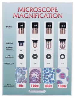 Microscope Magnification Chart Laminated; 18 x 24 in. (45.72 x 60.9cm):Education