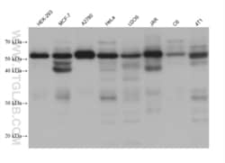 FSTL1 Mouse, anti-Human, Clone: 1G5G1, Proteintech:Antibodies:Primary Antibodies