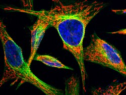 Sino Biological FSTL1 Antibody, Rabbit MAb 100µL, Quantity: Each of 1