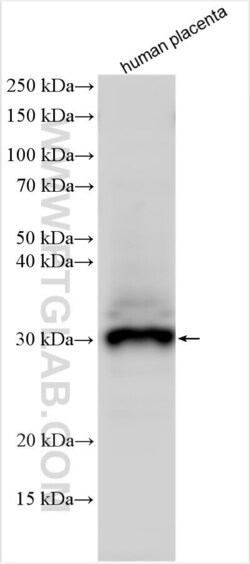 FSTL3 Rabbit, anti-Human, Polyclonal, Proteintech Quantity: 20 &mu;L:Antibodies