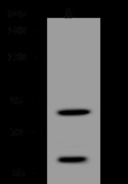Sino Biological Furin Antibody, Rabbit PAb, Antigen Affinity Purified 100uL,