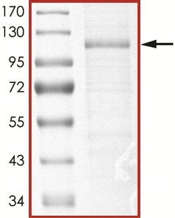 Sino Biological&nbsp;Recombinant Human GAB1 Protein (Full Length, His Tag)