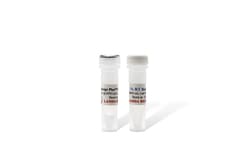 LAMDA BIOTECH INC EasyScript Plus Reverse Transcriptase, Quantity: Each