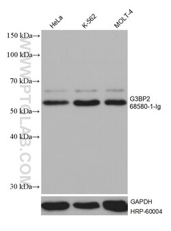 G3BP2 Mouse, anti-Human, Clone: 2E5G3, Proteintech:Antibodies:Primary Antibodies