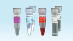 ILEX LIFE SCIENCES LLC Cellendes 3-D Life PVA-HA Hydrogel Ready-To-Design