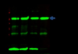 Sino Biological Recombinant Anti-Galectin-1/LGALS1 Antibody, Rabbit Monoclonal,