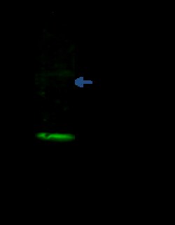 Sino Biological Anti-Galectin-3/LGALS3 Antibody, Mouse Monoclonal, Quantity: