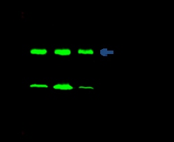 Sino Biological Recombinant Anti-Galectin-3/LGALS3 Antibody, Rabbit Monoclonal,