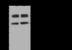 Sino Biological GAPDH Antibody, Rabbit PAb, Antigen Affinity Purified 100uL,