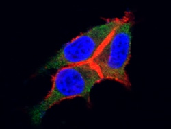 Sino Biological Anti-CSF3R/G-CSFR Antibody, Mouse Monoclonal, Quantity:
