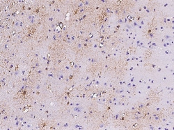 Sino Biological GFAP Antibody, Rabbit PAb, Antigen Affinity Purified 100µL,
