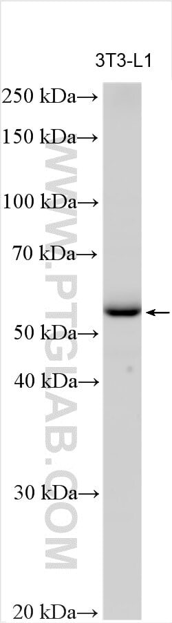 GGT5 Rabbit, anti-Human, Polyclonal, Proteintech 20 &mu;L | Buy Online | Proteintech | Fisher Scientific