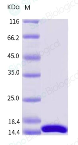 Sino Biological Human IL4 / Interleukin-4 Protein 20ug, Quantity: Each