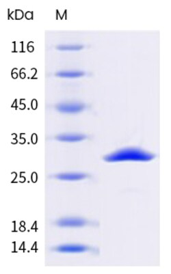 Sino Biological&nbsp;SuperNuclease (50% Glycerol) 50 kU