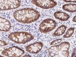 Sino Biological GPA33 Antibody, Rabbit MAb 100µL, Quantity: Each of 1