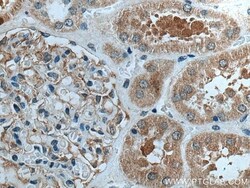 GPR141 Rabbit, anti-Human, Polyclonal, Proteintech Quantity: 150 &mu;L:Antibodies