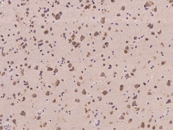 Sino Biological GPRASP1 Antibody, Rabbit PAb, Antigen Affinity Purified