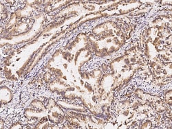 Sino Biological GPRASP2 Antibody, Rabbit PAb, Antigen Affinity Purified