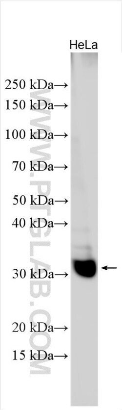 GPSN2 Rabbit, anti-Human, Polyclonal, Proteintech 20 &mu;L | Buy Online | Proteintech | Fisher Scientific