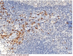 Sino Biological Anti-Granzyme B Antibody, Mouse Monoclonal, Quantity: Each