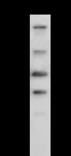 Sino Biological Anti-Granzyme B Antibody, Rabbit Polyclonal, Quantity: