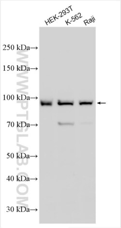 GSG2 Rabbit, anti-Human, Polyclonal, Proteintech Quantity: 150 &mu;L:Antibodies