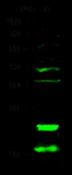 Sino Biological CD247 / CD3-ZETA Antibody, Rabbit PAb, Antigen Affinity