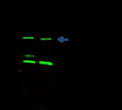 Sino Biological 14-3-3 eta / YWHAH Antibody, Mouse MAb 100uL, Quantity: