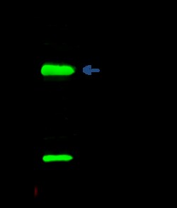 Sino Biological Anti-IL-18 Antibody, Rabbit Polyclonal, Quantity: Each