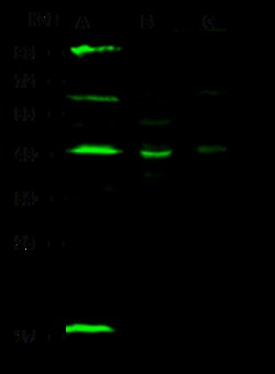 Sino Biological p38 delta / MAPK13 Antibody, Rabbit PAb, Antigen Affinity