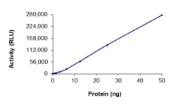 Sino Biological&nbsp;Recombinant Human HIPK4 Protein (Full Length, His Tag), Active
