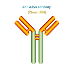 HUMIMMU LLC ANTI AAV6 ANTIBODY CLONE HI26, Quantity: Each of 1