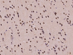 Sino Biological Histone H1 Antibody, Rabbit PAb, Antigen Affinity Purified