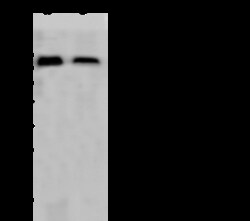 Sino Biological Influenza A H1N1 (A/Puerto Rico/8/1934) Hemagglutinin /