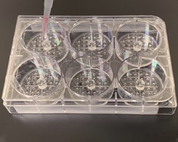 INNOVATIVE BIOCHIPS Single Cell Isolation Chip: 1CellPlate-mini, 192 wells,